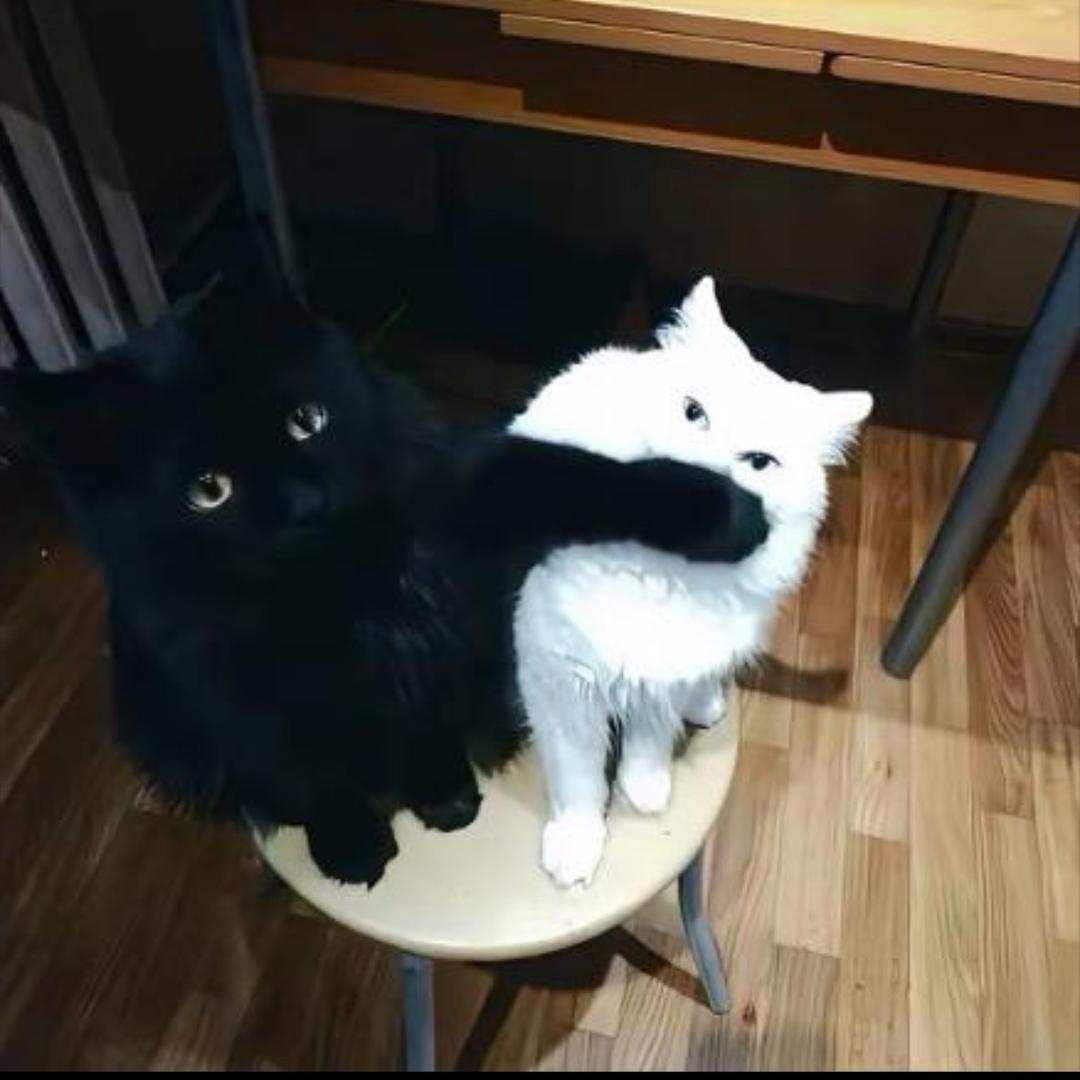 𝓓𝓲𝓼𝓼𝓲𝓹𝓪𝓽