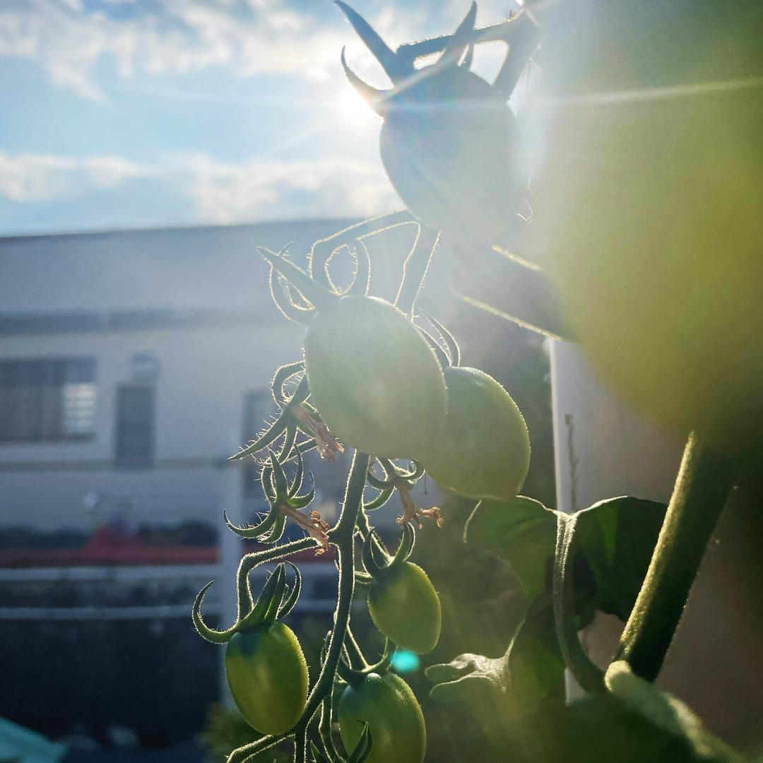 成哥想当美食博主🫡