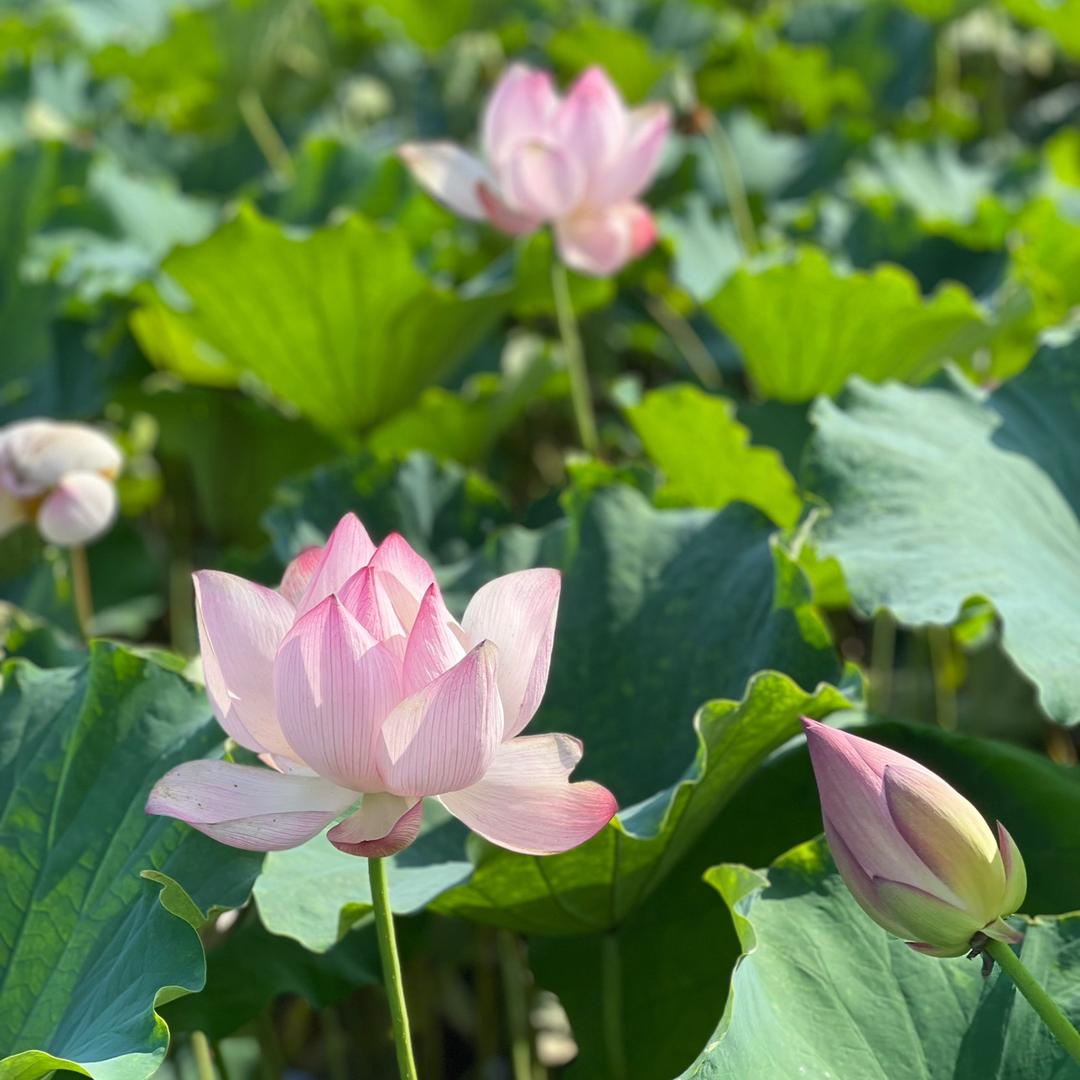 柠檬你个酸柑子。。