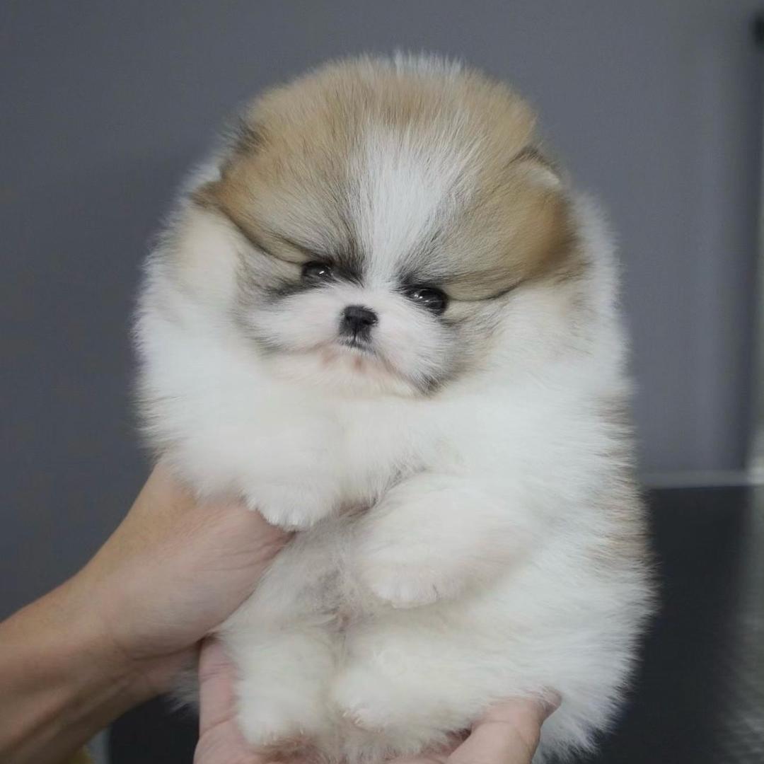 阿伦博美犬