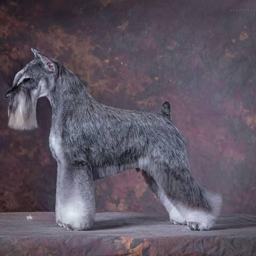 锦州永恒犬舍-（小熙）
