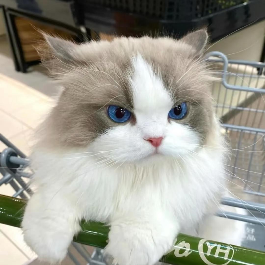 浩浩猫猫🐈