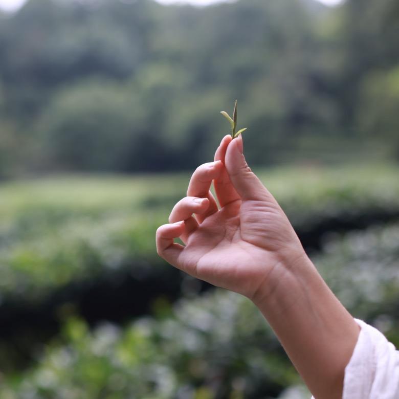 慈隆堂茶和天下