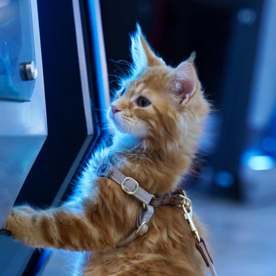 大脚丫🐈趴趴