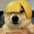 笨蛋小狗🐾