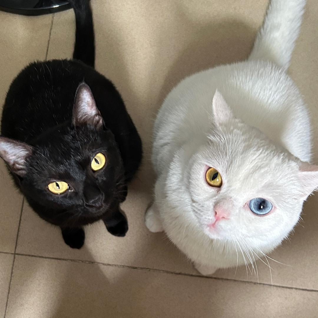 招财进二宝🐈🐈‍⬛