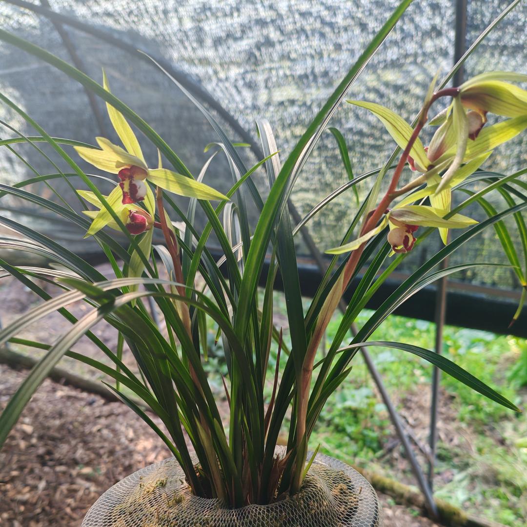 巧芬园艺优品