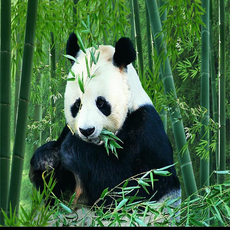 美亚代采-自动拍单软件