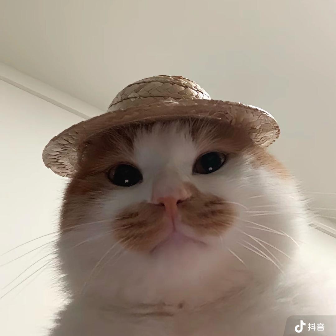 猪