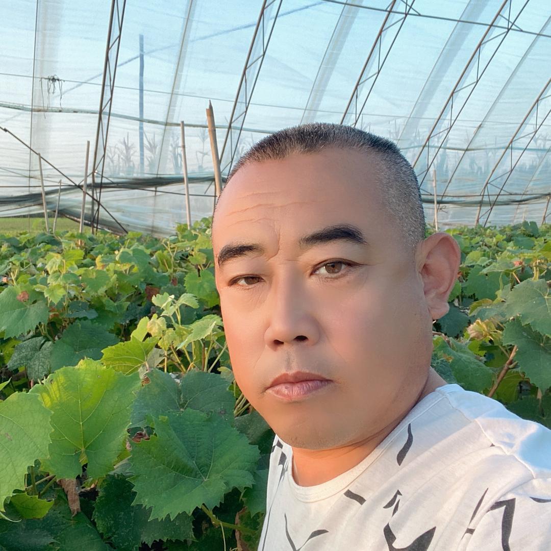 葡香之果葡萄苗木