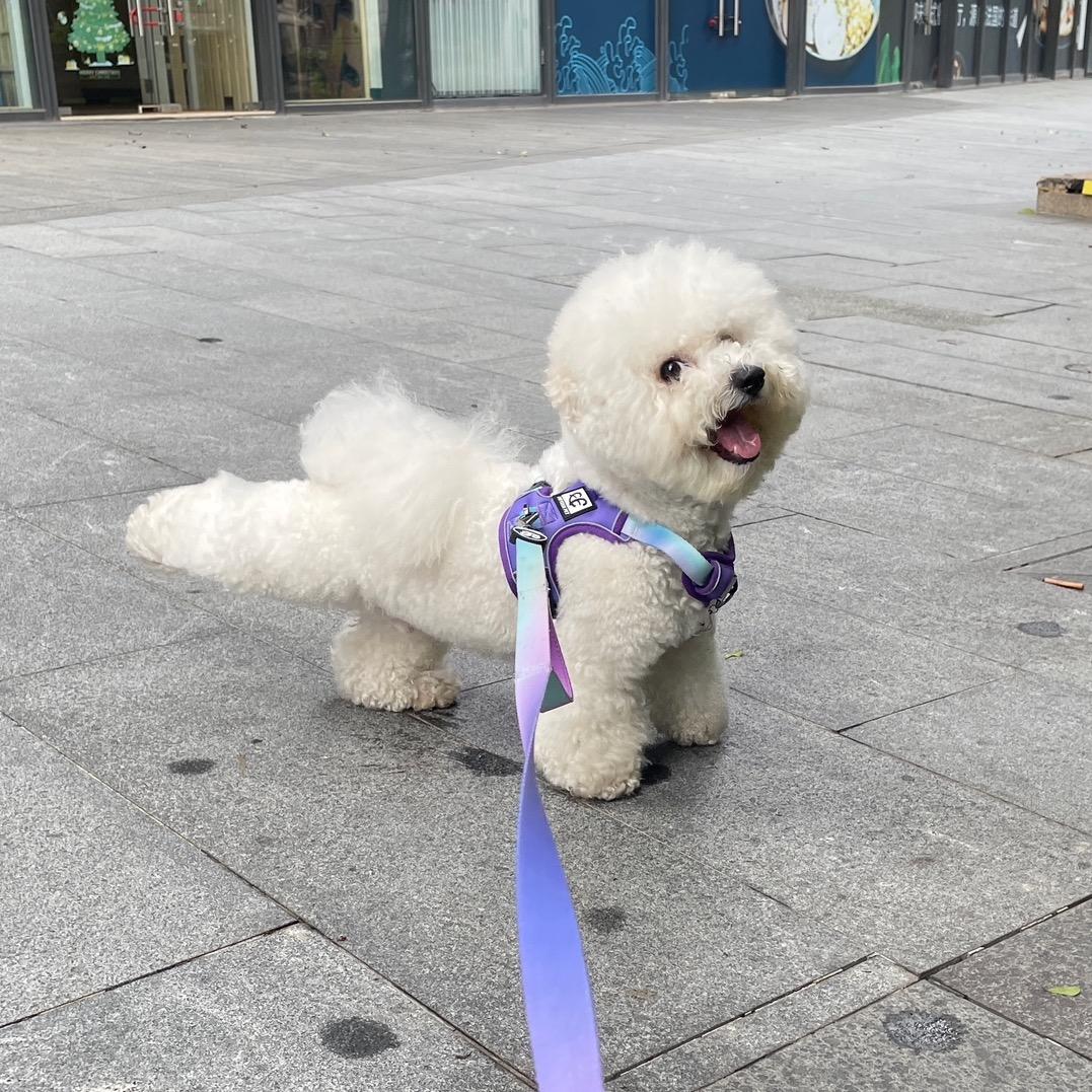 比熊kiki