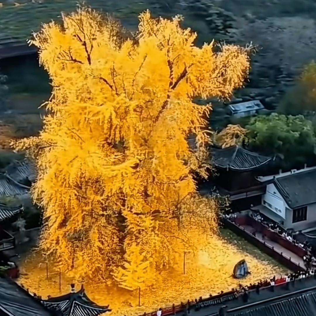 欭 惗