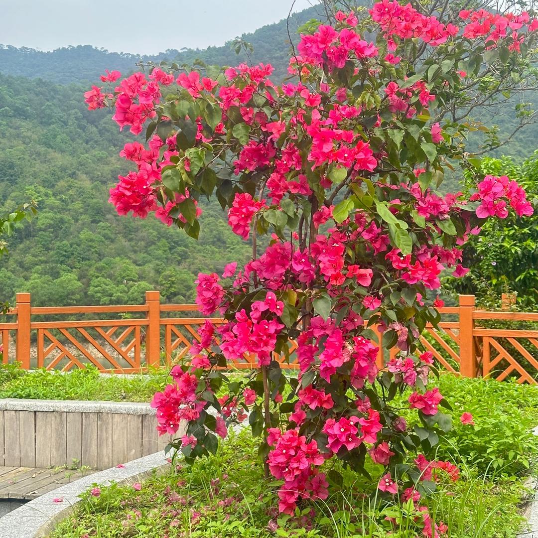 闲庭花