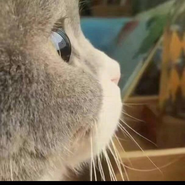 心碎小猪