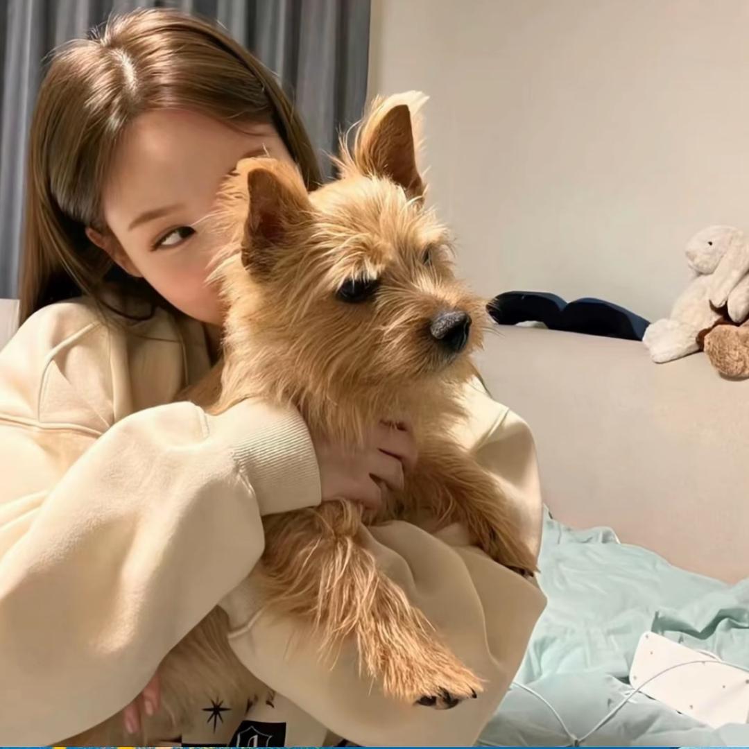 保卫团子