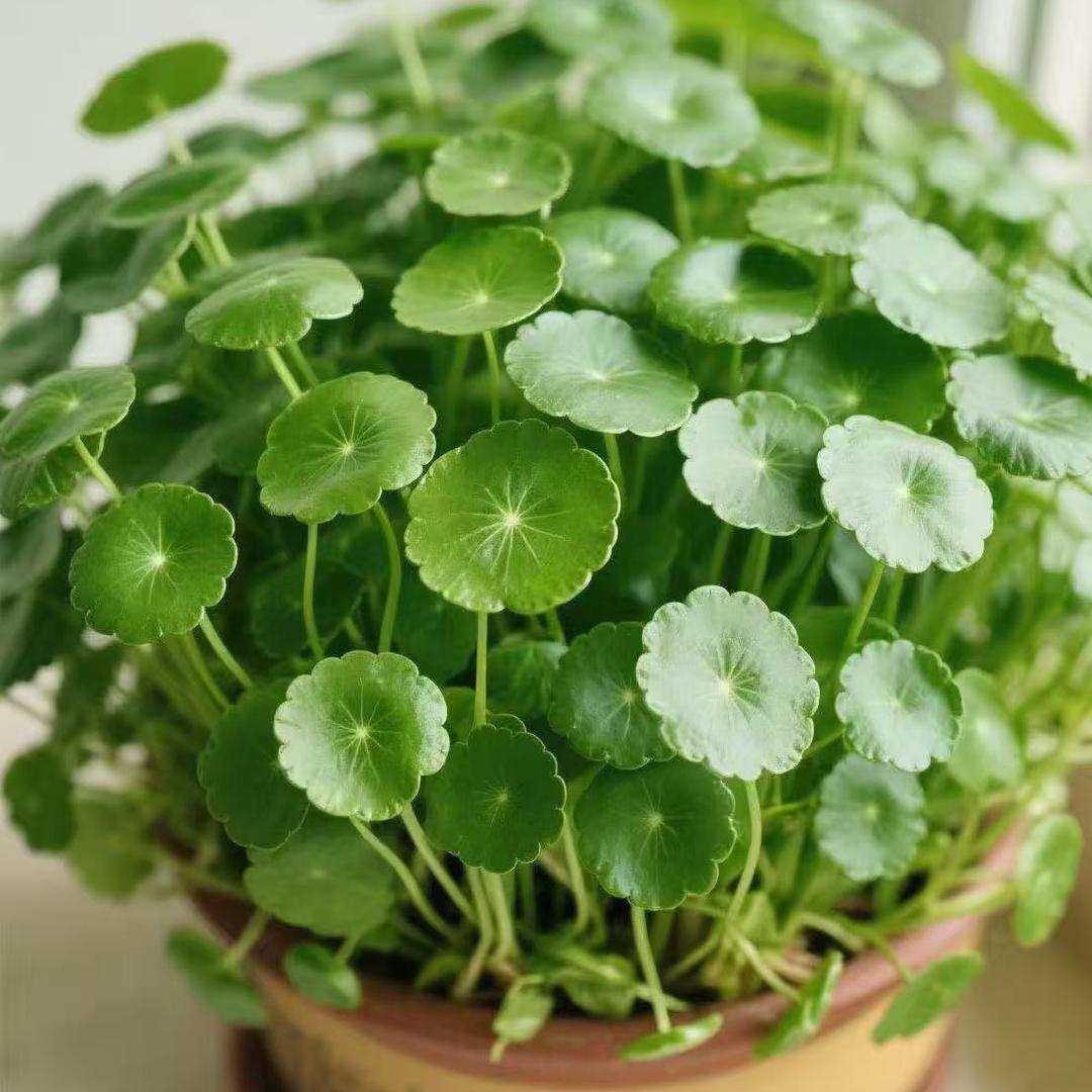 花千谷绿植园艺店