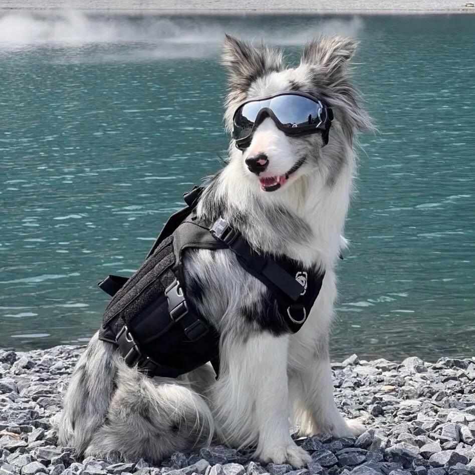 专抓胡同里的狗