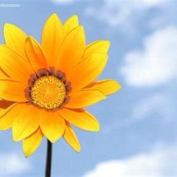 向阳花当家百货