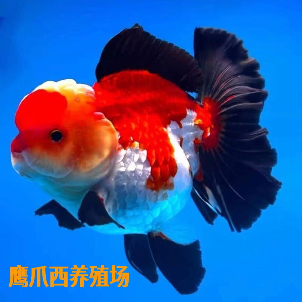 鹰爪西养殖水族