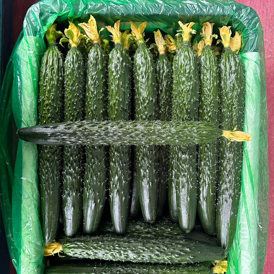 黄瓜佬（李时针）蔬菜