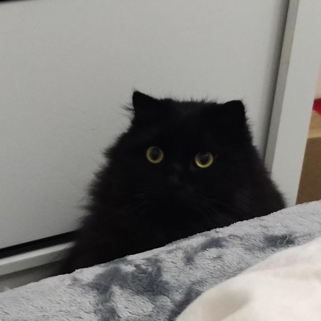 齹輺鼶靉䴈臖