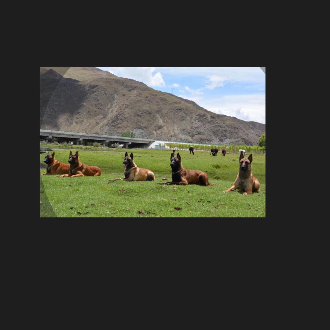 西藏王十三犬业有限公司