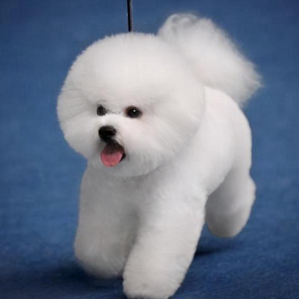 辉煌比熊犬舍🐩