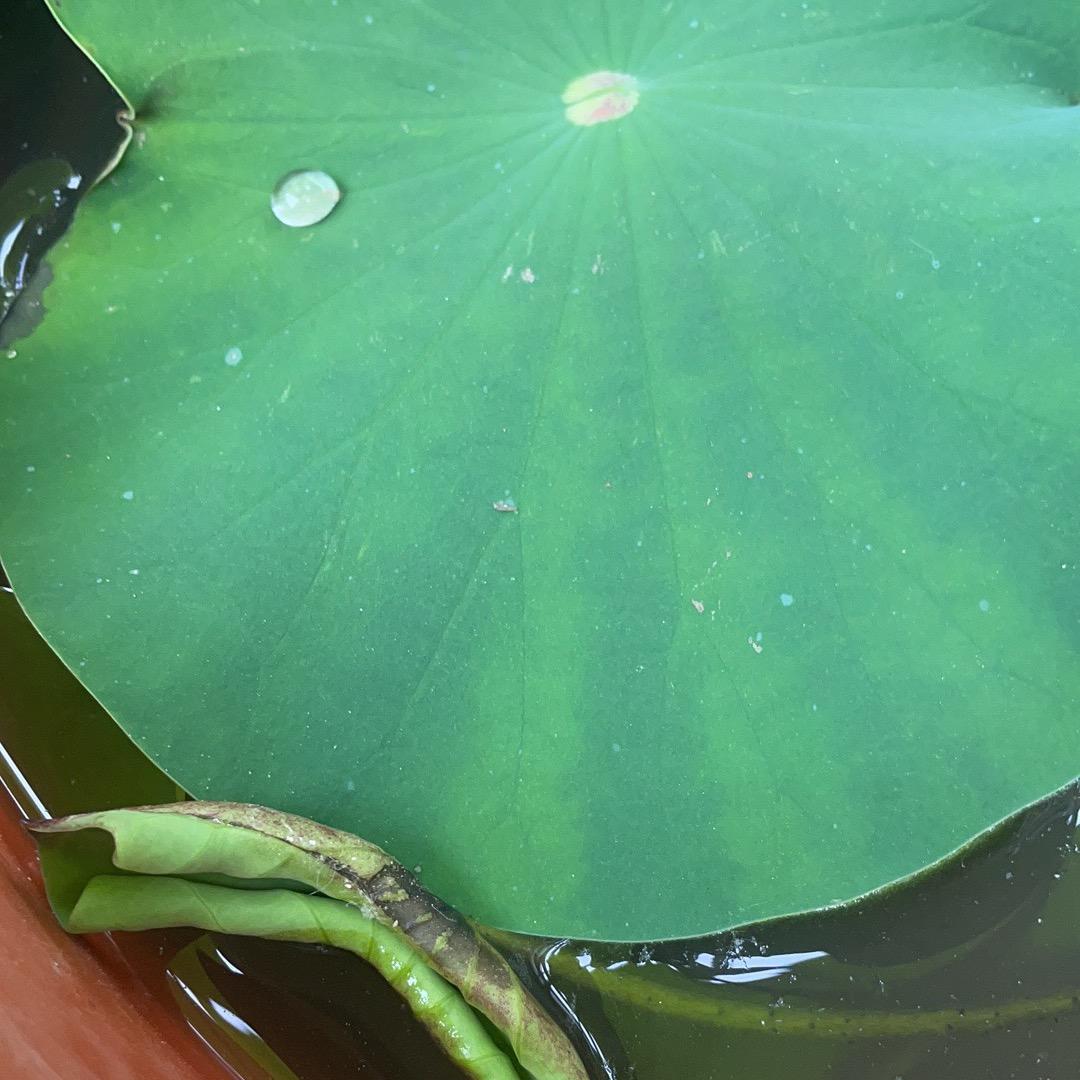 熹