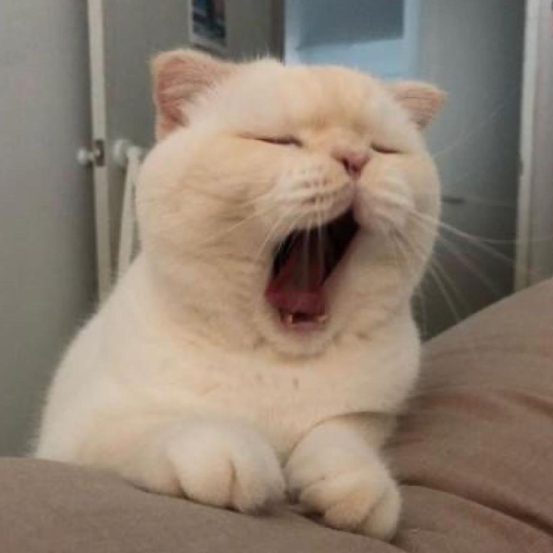 👄阁楼里的🐱