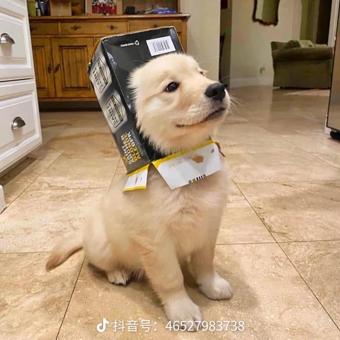 友灵气宠物用品