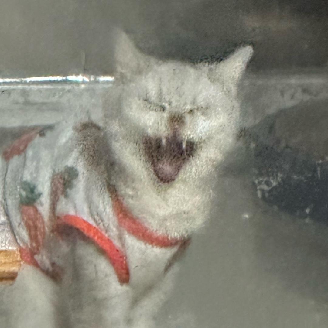 蘇蘇