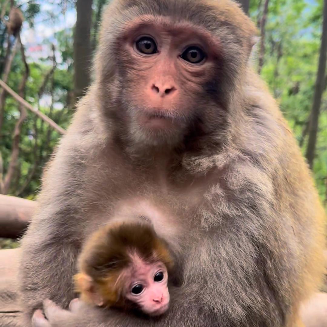 佳佳🐒