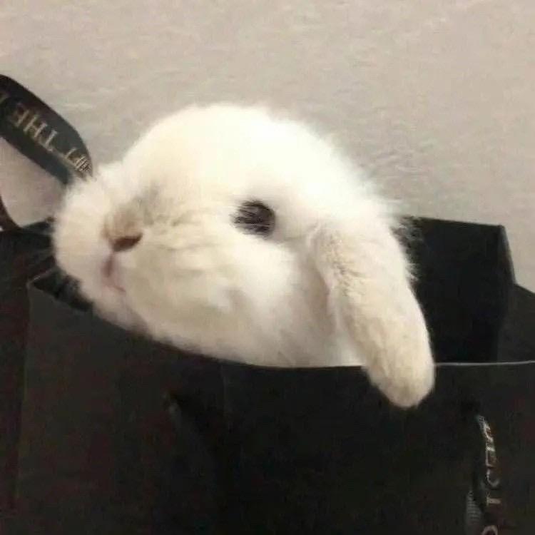 白白不是兔兔