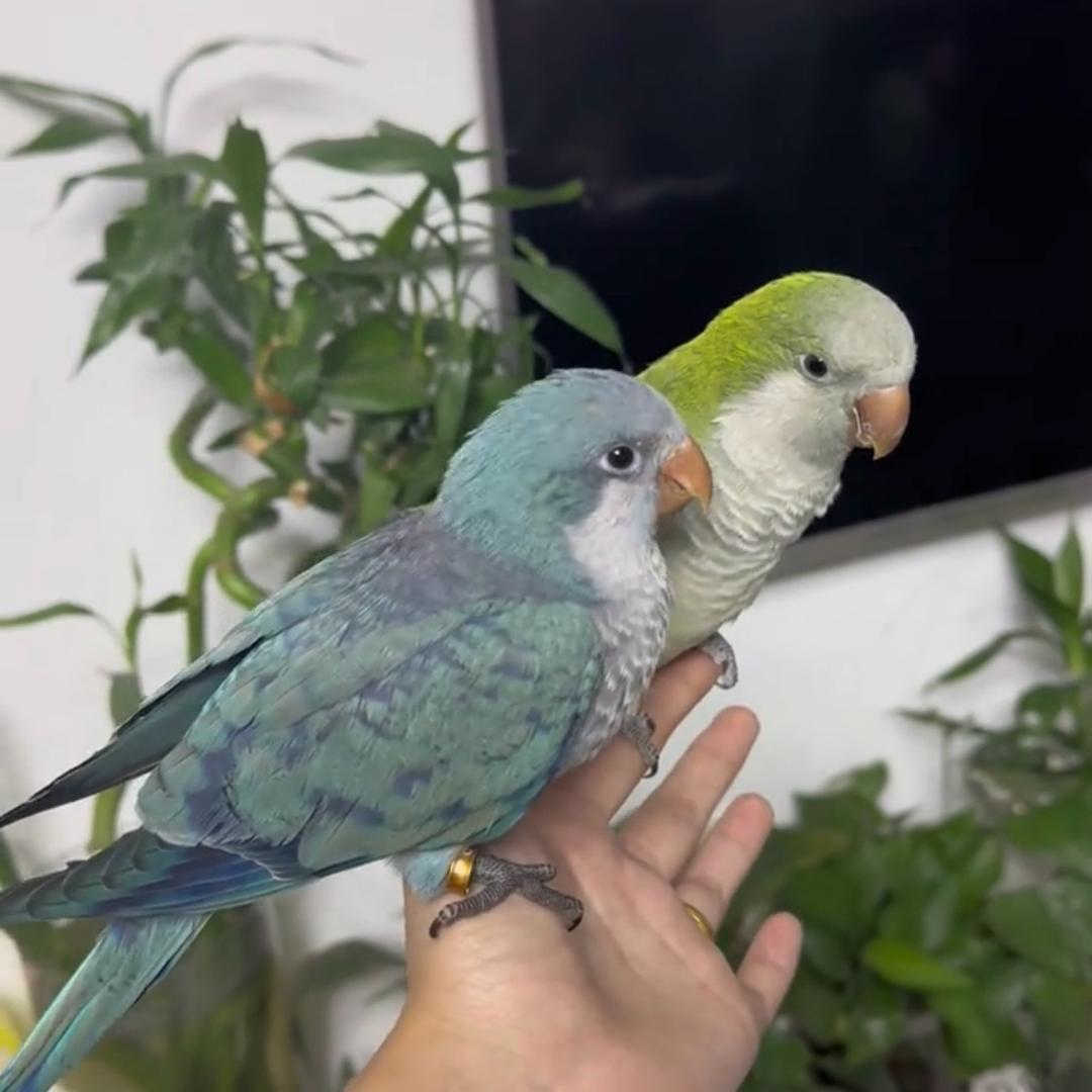 邯郸手养特色鹦鹉🦜
