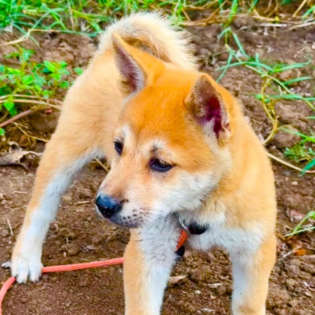 大黄🐶