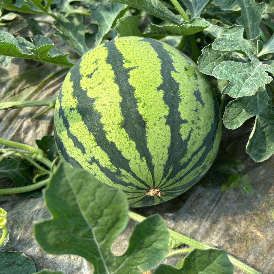 夏邑西瓜农产品原产地
