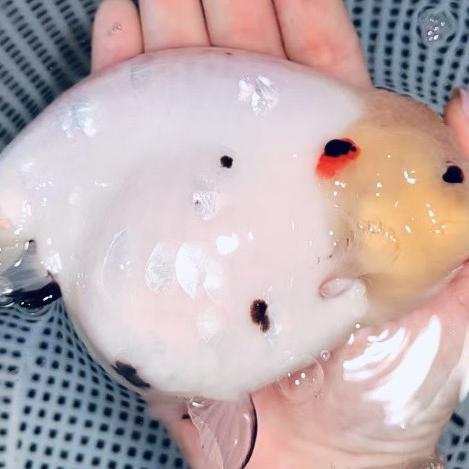福州栀栀兰寿