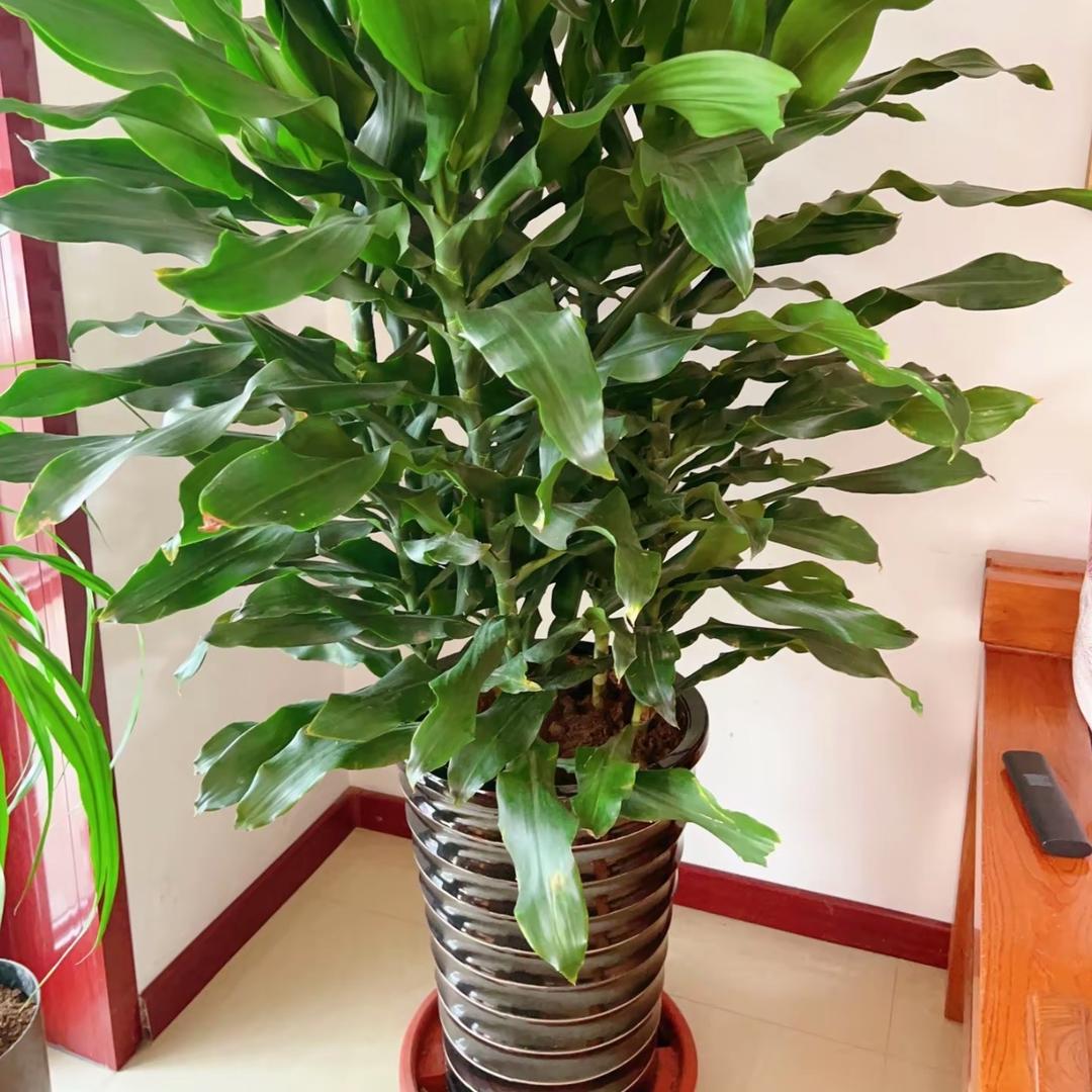 明天会更好