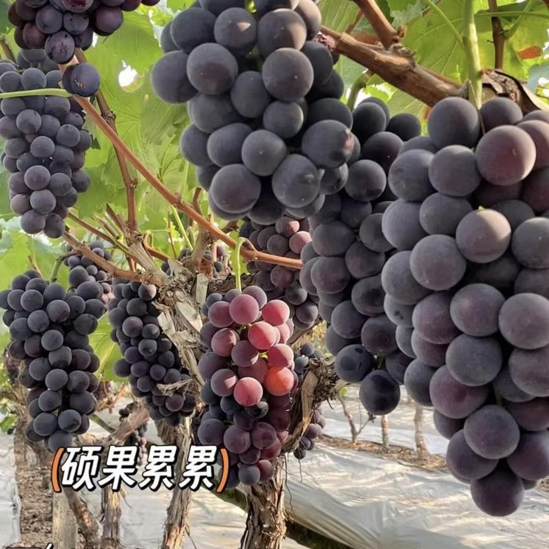 ticify林花果树苗木专卖店