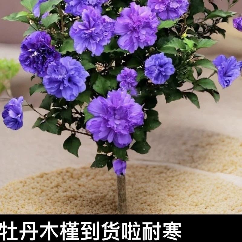 青娟花卉（每日直播）