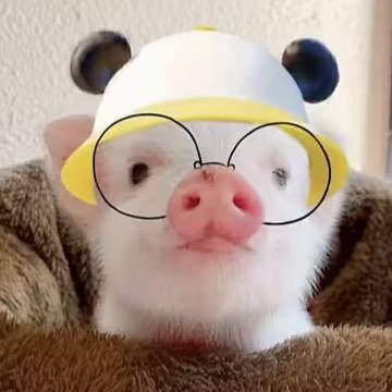 橙子