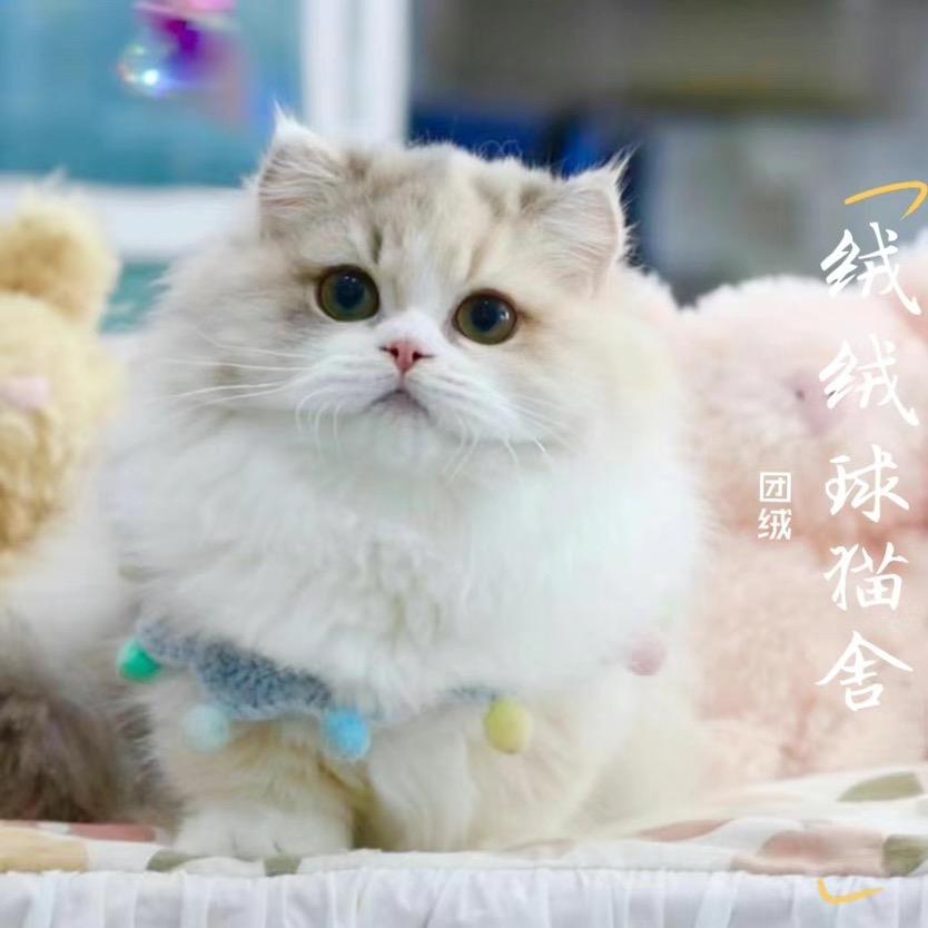 绒绒球家的小矮脚和布偶