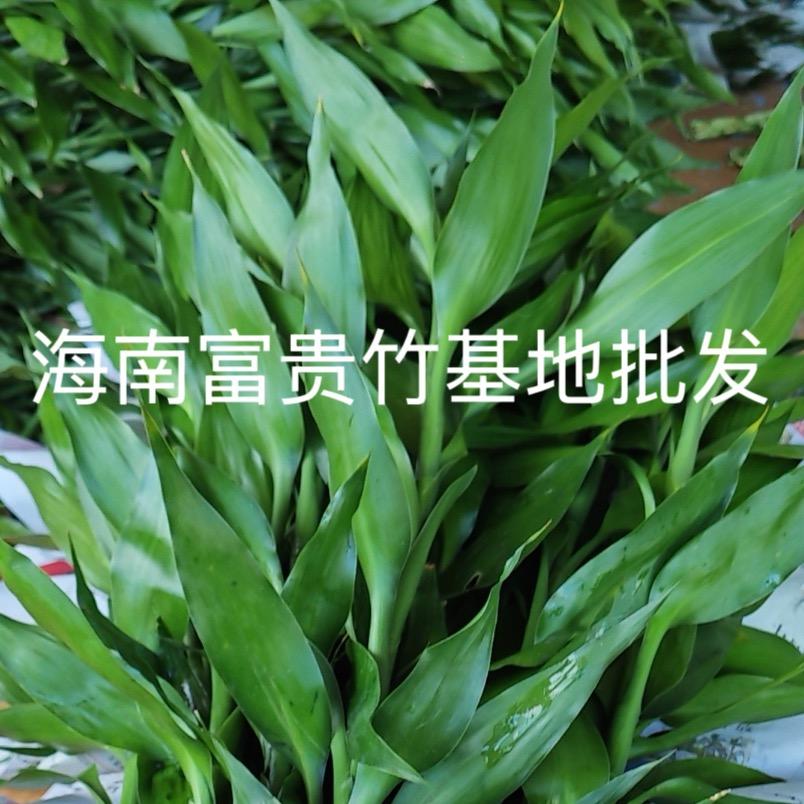 海南富贵竹批发