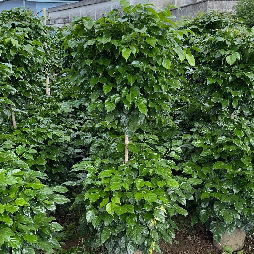 艺城绿植园艺