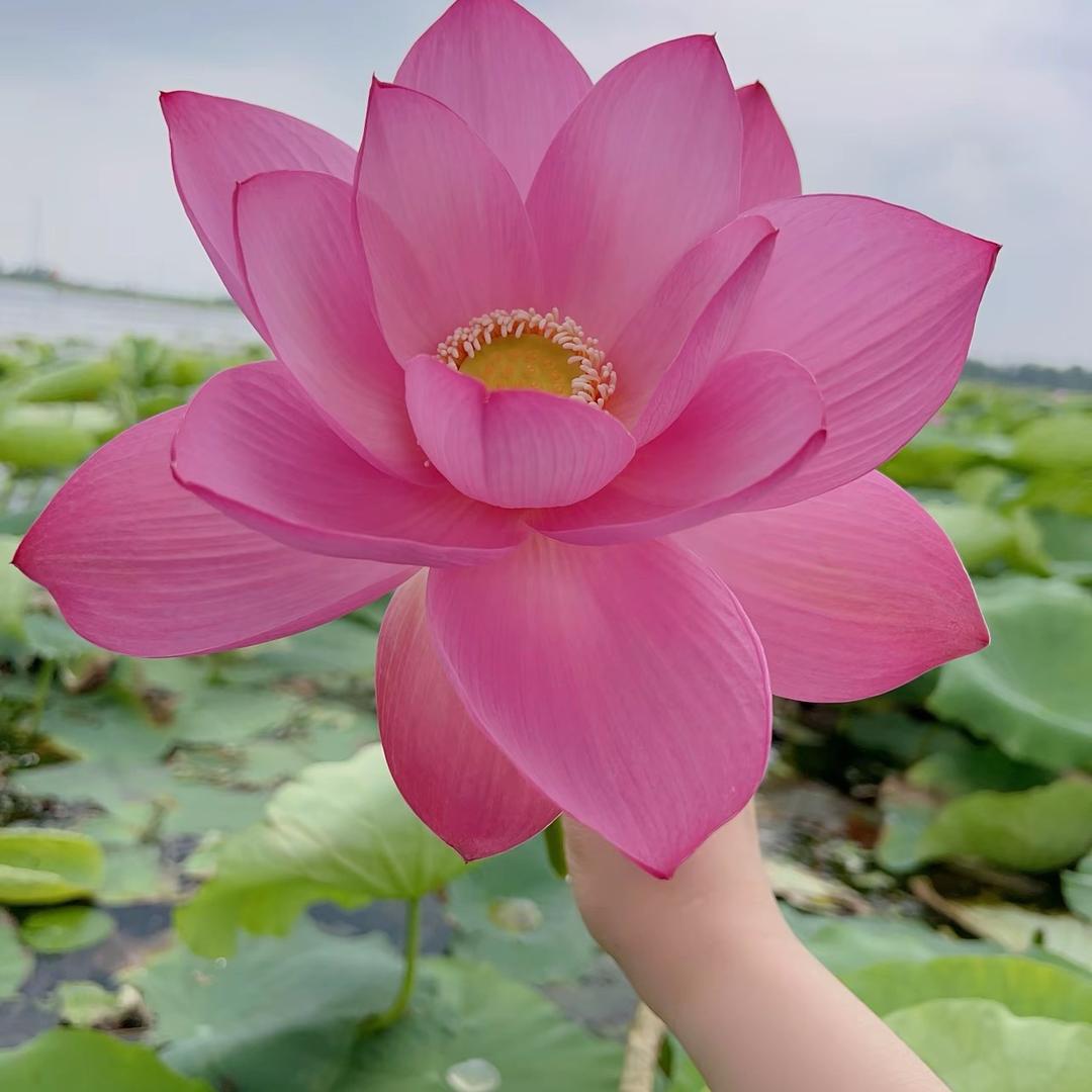 郑大钱（努力减肥版）