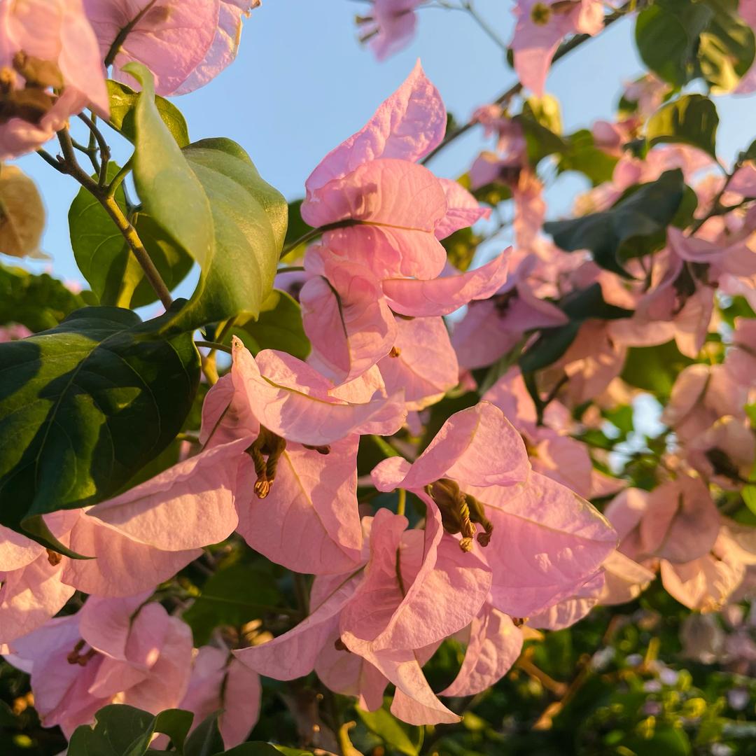 ꒰ঌ ໒꒱
