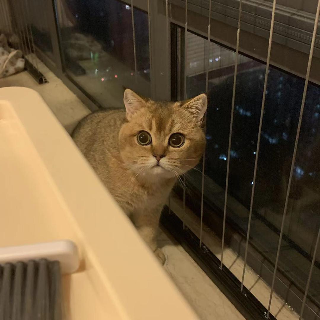 小笨猫🐱