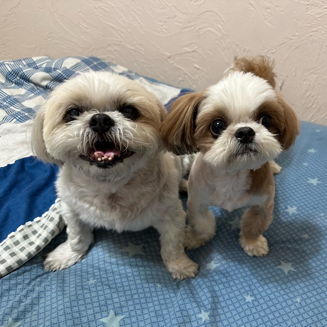 西施二傻妈⁰⁵¹¹