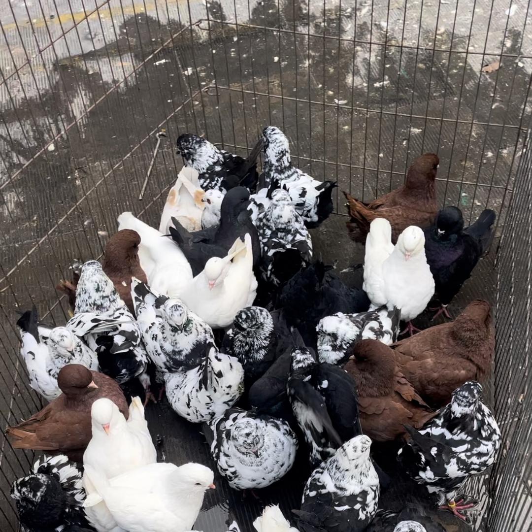 圆环鸽专业繁育