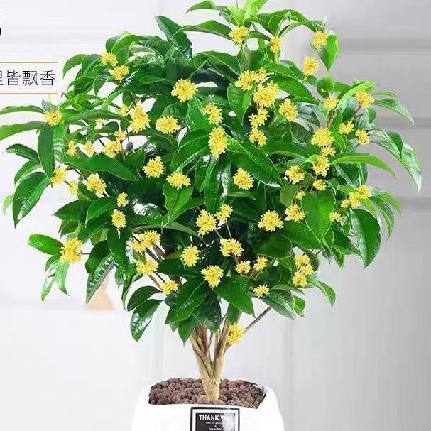 方木有花